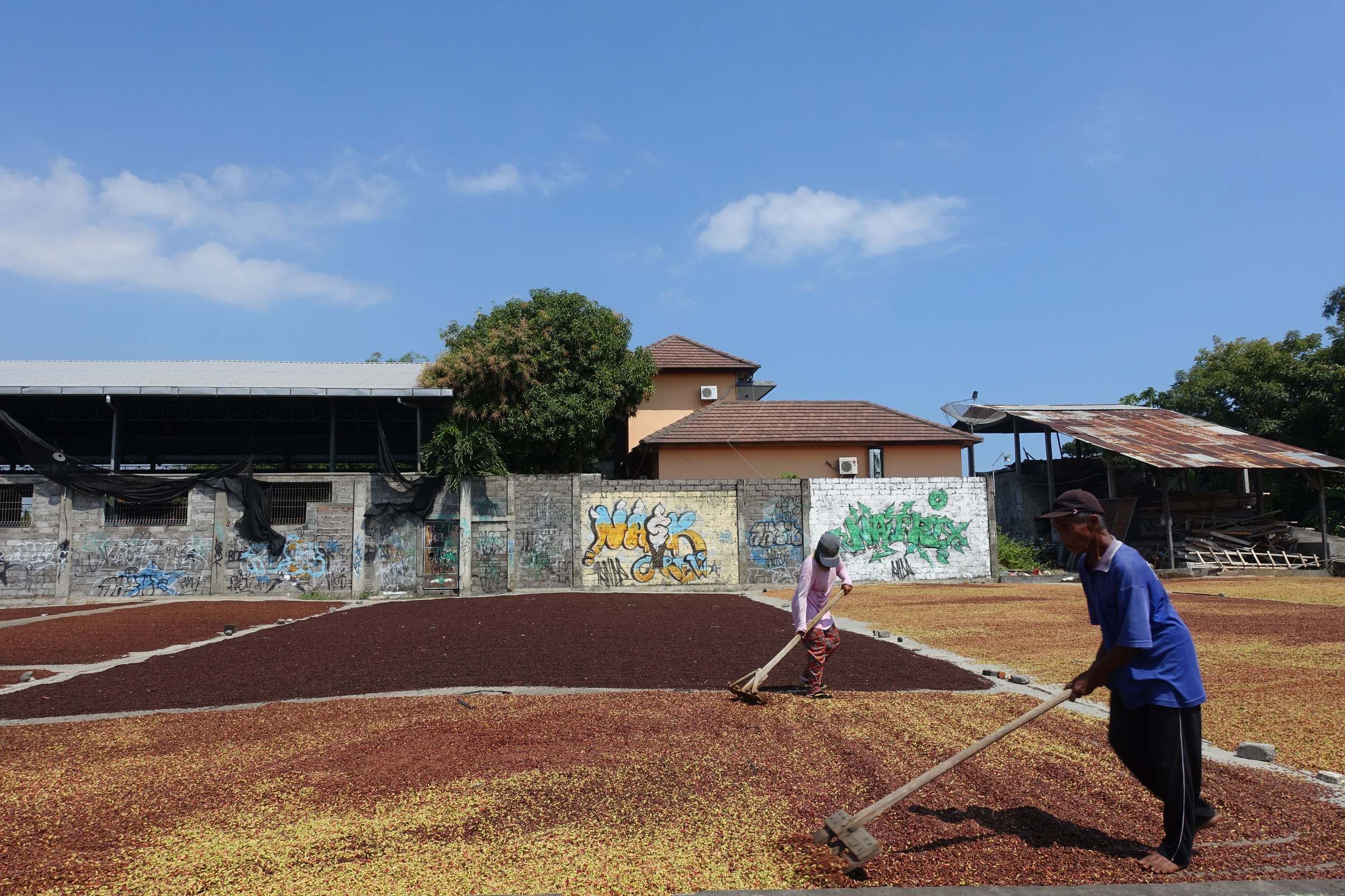 A coffee picker working through dense coffee shrubs on a shaded hillside farm, a filled basket on the ground beside him