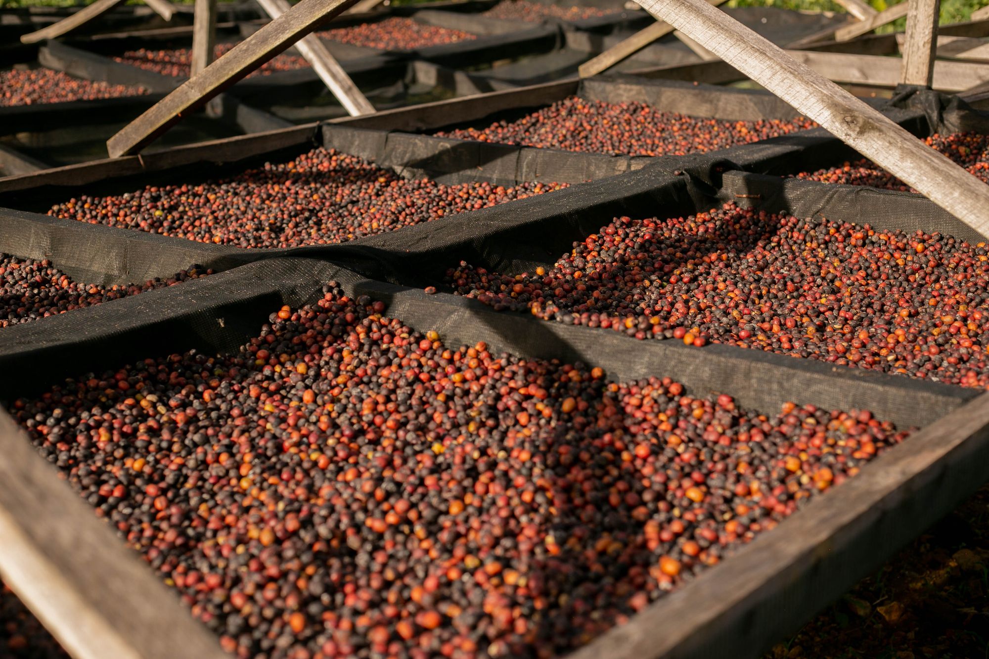 Coffee drying at origin: a view of the production behind supply.