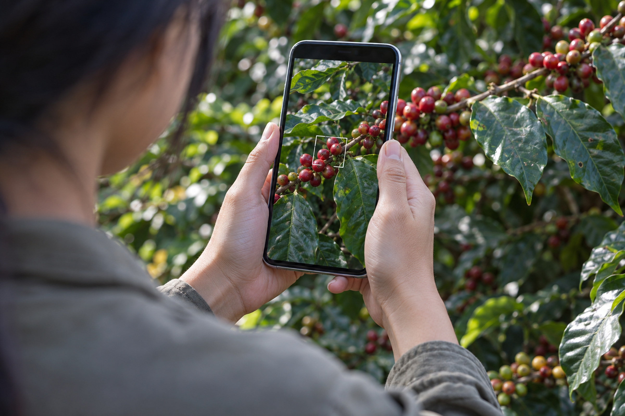 Wingsure field work: advanced technology applied to real agricultural conditions.