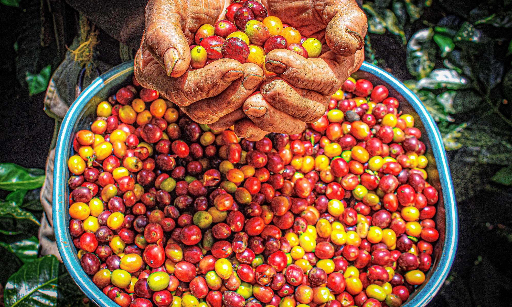 A coffee farmer in a wide-brimmed hat inspecting ripe red coffee cherries on the branch