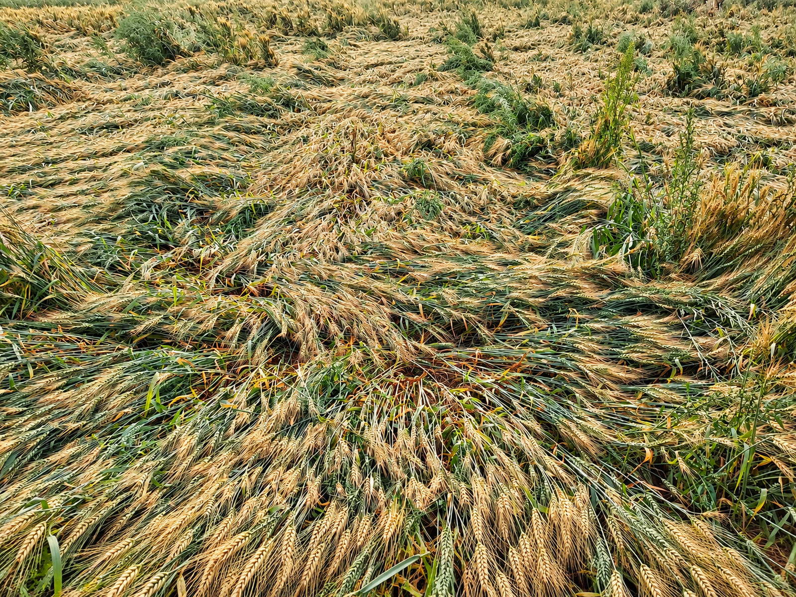 Dark storm clouds gathering over a ripening grain field