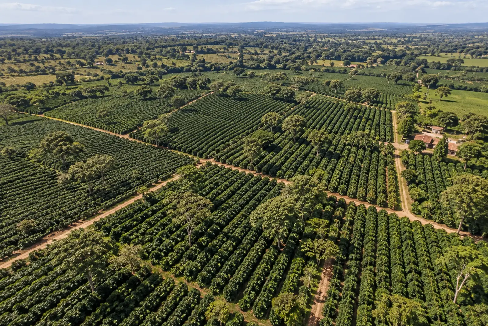An aerial view of an established coffee farm and surrounding landscape