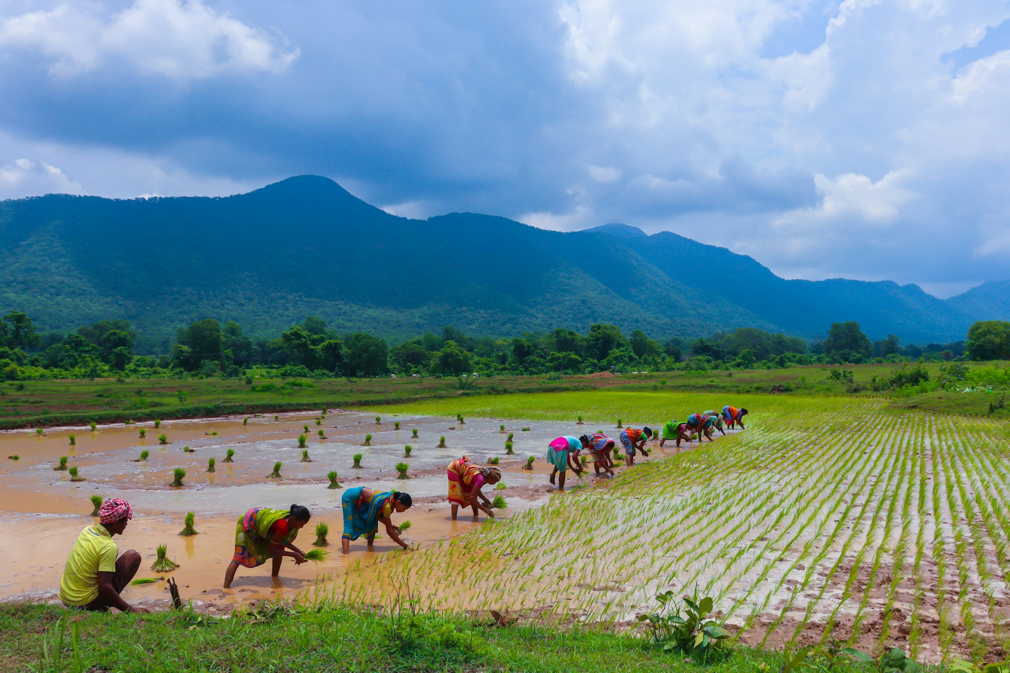 Paddy transplanting: farm practices documented as they happen.