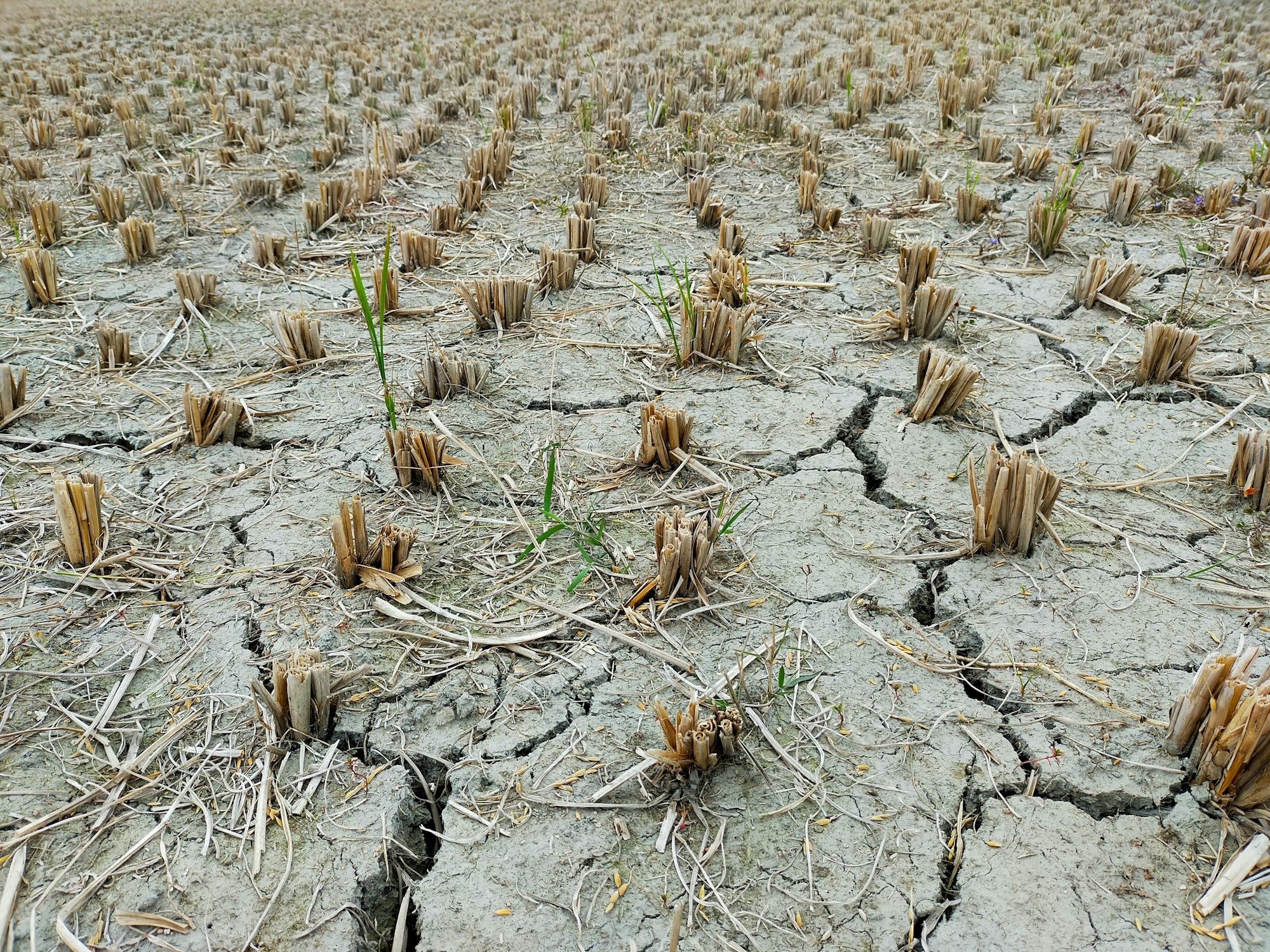 Field conditions after a dry spell provide context for risk assessment.
